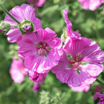 Lavatera thuringiaca Bredon Springs