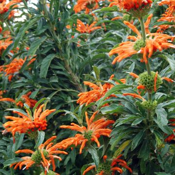 Leonotis leonurus - Oreja de león