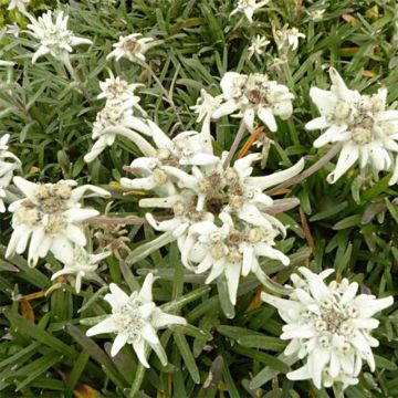 Leontopodium alpinum Mont Blanc - Flor de las nieves