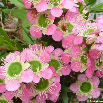 Leptospermum Karo Pearl Star