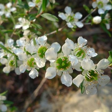 Leptospermum lanigerum Karo Silver Ice - árbol del té lanudo