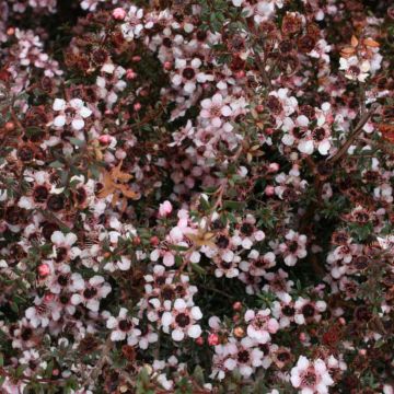 Leptospermum scoparium Nanum Tui