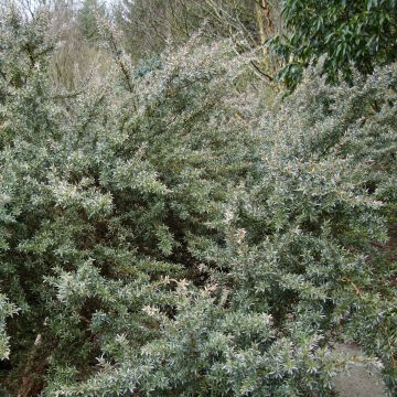 Leptospermum lanigerum Silver Sheen - árbol del té lanudo