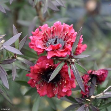 Leptospermum scoparium Crimson Glory