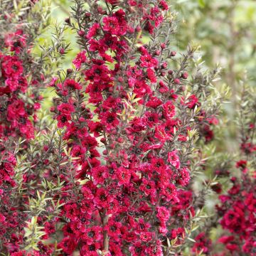 Leptospermum scoparium Red damask