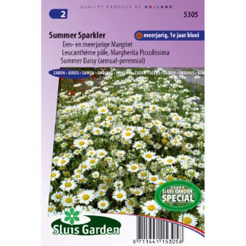 Leucanthemum pallens Summer Sparkler - Leucanthemum superbum