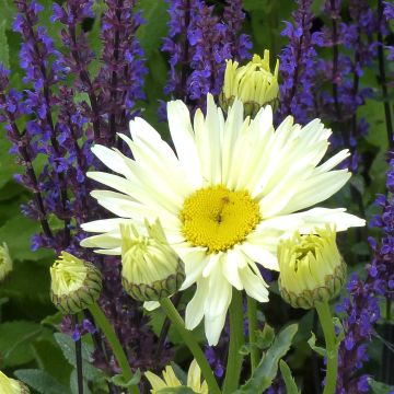 Margarita Reina Banana Cream - Leucanthemum superbum