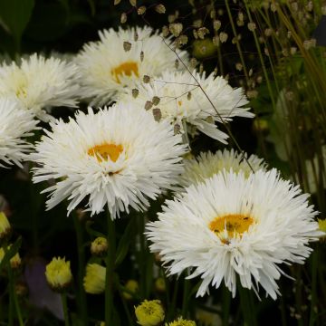 Margarita Reina Shapcott Summer Clouds - Leucanthemum superbum