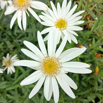 Margarita Reina Christine Hagemann - Leucanthemum superbum