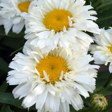 Margarita Reina Freak - Leucanthemum superbum