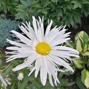 Margarita Reina Old Court - Leucanthemum superbum