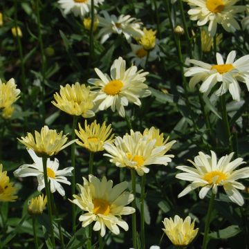 Margarita Reina Sonnenschein - Leucanthemum superbum