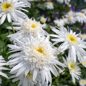 Margarita Reina Wirral Supreme - Leucanthemum superbum