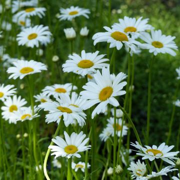 Leucanthemum vulgare Maikönigin - Margarita mayor