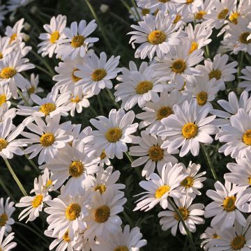 Margarita Reina Brightside - Leucanthemum superbum