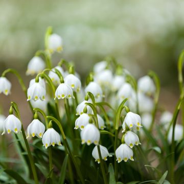 Leucojum aestivum Bridesmaid - Campanillas de primavera