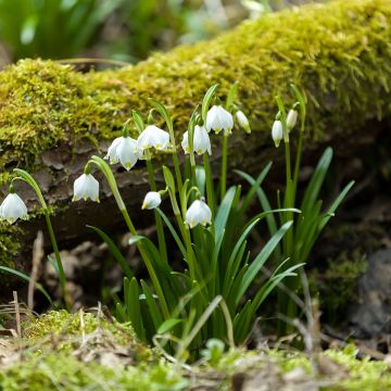 Leucojum vernum