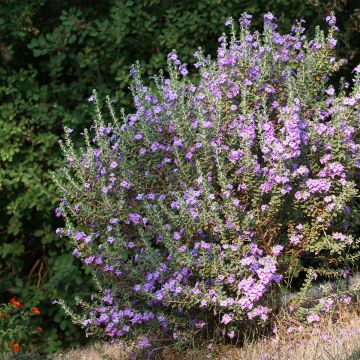 Leucophyllum langmaniae - Cenizo