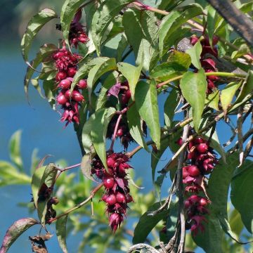 Leycesteria formosa - Madreselva del Himalaya