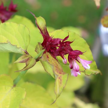 Leycesteria formosa Golden Lanterns - Madreselva del Himalaya