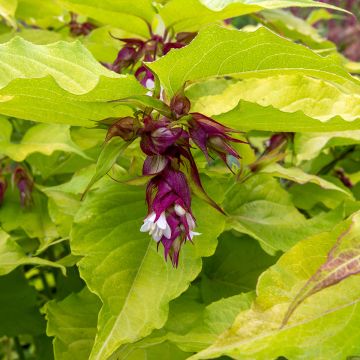 Leycesteria formosa Little Lanterns - Madreselva del Himalaya