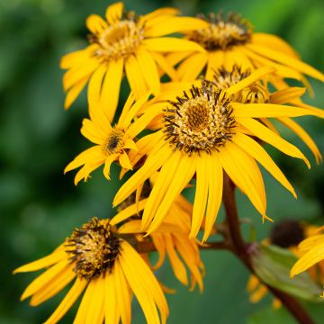 Ligularia dentata Desdemona