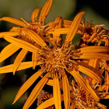 Ligularia Osiris Fantaisie