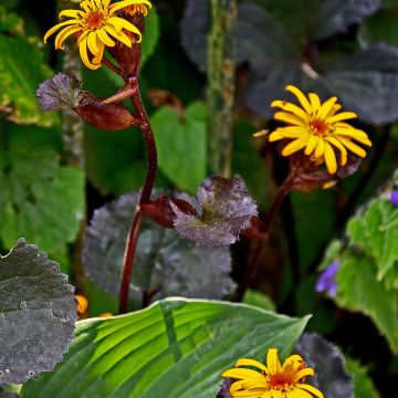 Ligularia dentata Britt-Marie Crawford