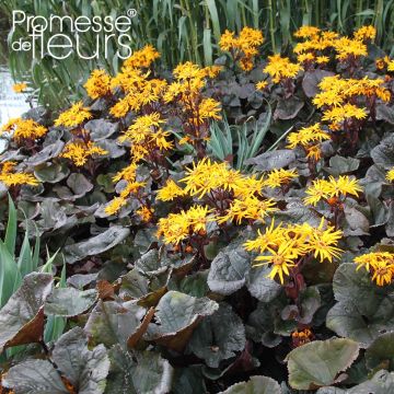 Ligularia dentata Dark Beauty