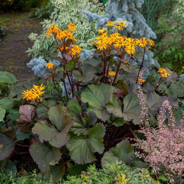 Ligularia dentata