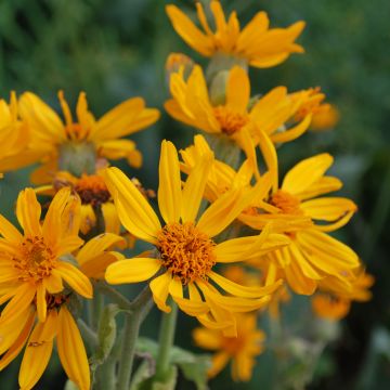 Ligularia palmatiloba