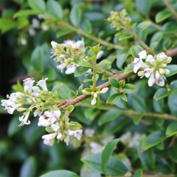 Ligustrum delavayanum - Aligustre jonandro