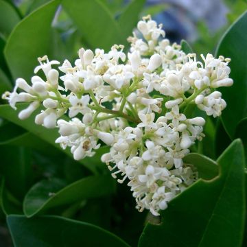 Aligustre del Japón Texanum - Ligustrum japonicum