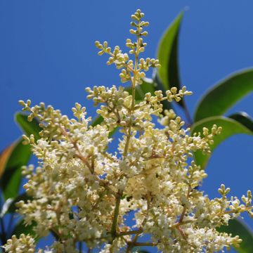 Ligustrum lucidum - Aligustre de China