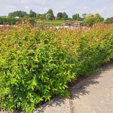 Ligustrum lucidum Green Screen - Aligustre de China