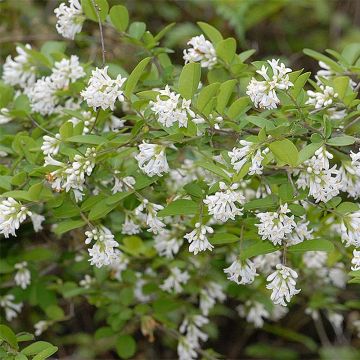 Ligustrum obtusifolium Massif - Aligustre