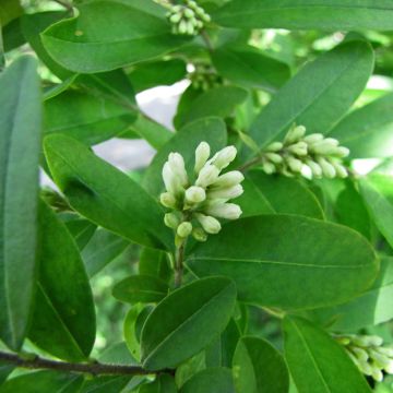 Ligustrum obtusifolium Regelianum - Aligustre