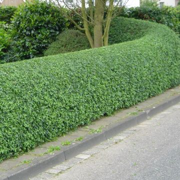 Ligustrum vulgare Atrovirens - Aligustre común