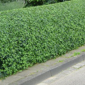 Ligustrum vulgare Lodense - Aligustre común