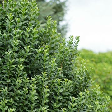 Ligustrum vulgare Straight Talk - Aligustre común