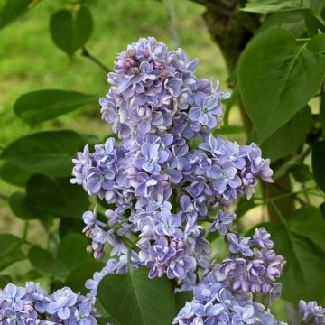 Lila Capitaine Baltet - Syringa vulgaris