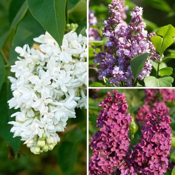 Lila Three Sisters Mix - Syringa vulgaris