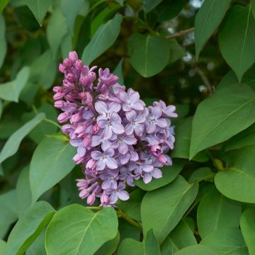 Lila común - Syringa vulgaris