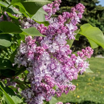 Lila Kindy Rose - Syringa vulgaris