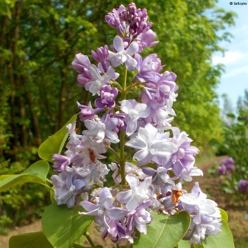 Lila Konchalovskii - Syringa vulgaris