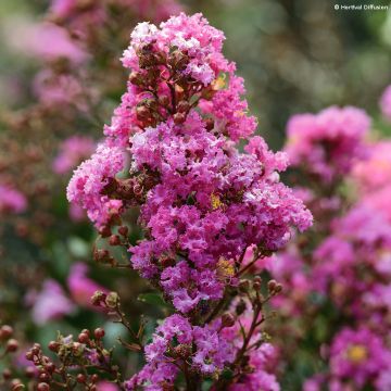 Lagerstroemia enduring Enduring Lavender