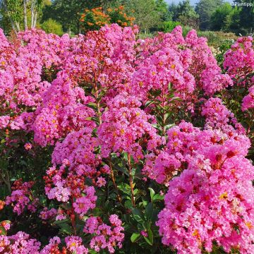 Árbol de Júpiter Eveline - Lagerstroemia indica