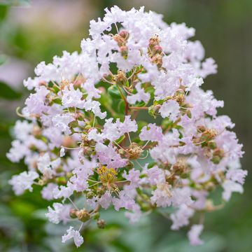 Árbol de Júpiter La Fayette - Lagerstroemia indica