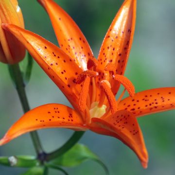 Lilium tsingtauense - Azucena