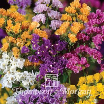 Limonium sinuatum Forever Mixed